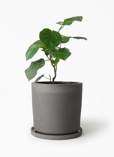 観葉植物 フィカス ウンベラータ 6号 ノーマル ストーンウェア セラミック シリンダーポット Black 付き