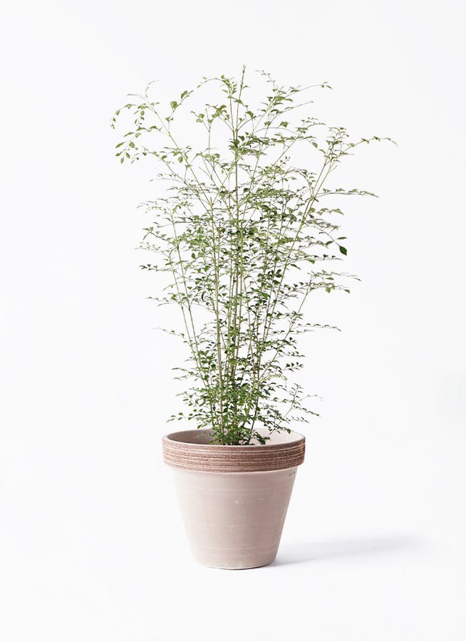 観葉植物 エバーフレッシュ 6号 プラスチック鉢 スタンダードポット