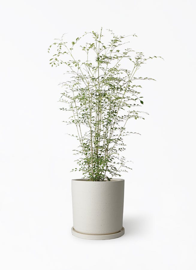 し*こ様 扁平シンメトリカ約6cm シマトネリコ 6号 | 観葉植物通販HitoHana(ひとはな)