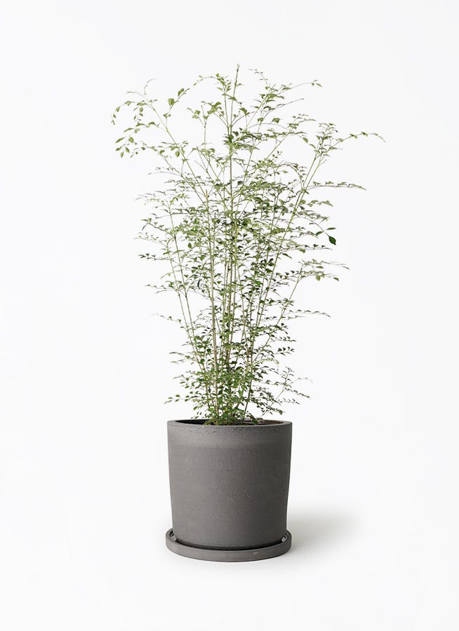 シマトネリコ 6号 | 観葉植物通販HitoHana(ひとはな)