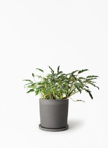 観葉植物 クッカバラ 6号 ストーンウェア セラミック シリンダーポット Black 付き