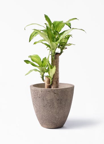 観葉植物 ドラセナ 幸福の木 6号 ノーマル フリットエッグ アンティーククリーム 付き
