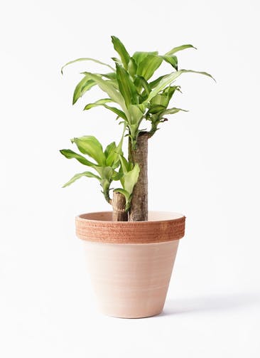 観葉植物 ドラセナ 幸福の木 6号 ノーマル スタンダードポット スクラッチ 付き