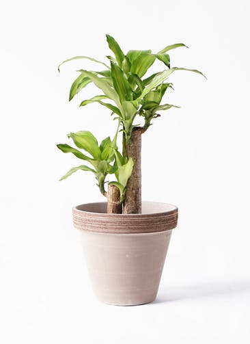 観葉植物 ドラセナ 幸福の木 6号 ノーマル スタンダードポット コーヒースクラッチ 付き