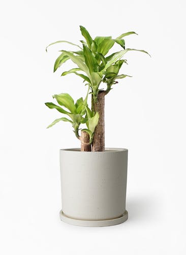 観葉植物 ドラセナ 幸福の木 6号 ノーマル ストーンウェア セラミック シリンダーポット 付き