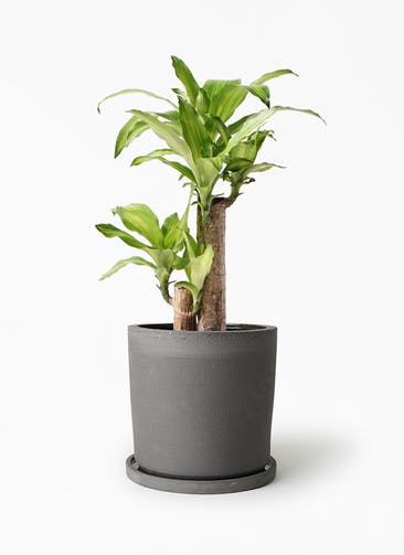 観葉植物 ドラセナ 幸福の木 6号 ノーマル ストーンウェア セラミック シリンダーポット Black 付き