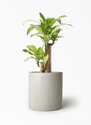 観葉植物 ドラセナ 幸福の木 6号 ノーマル ニュートラ シリンダー ホワイト 付き