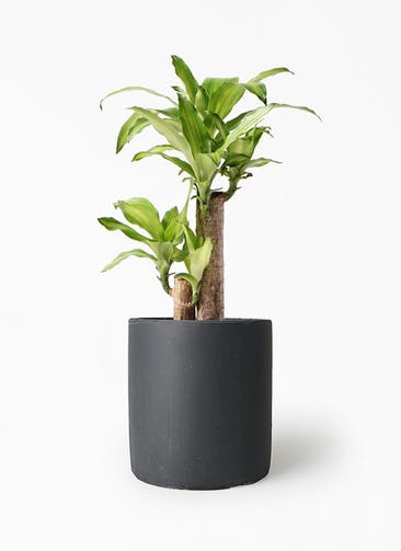 観葉植物 ドラセナ 幸福の木 6号 ノーマル ニュートラ シリンダー ブラック 付き