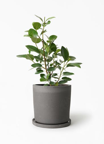 観葉植物 フランスゴムの木 6号 ノーマル ストーンウェア セラミック シリンダーポット Black 付き