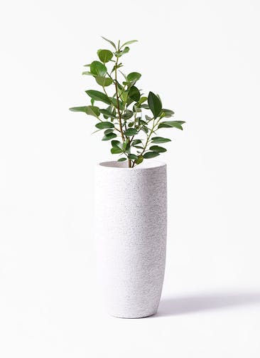 観葉植物 フランスゴムの木 6号 ノーマル Eco Stone（エコストーン） トールタイプ white 付き