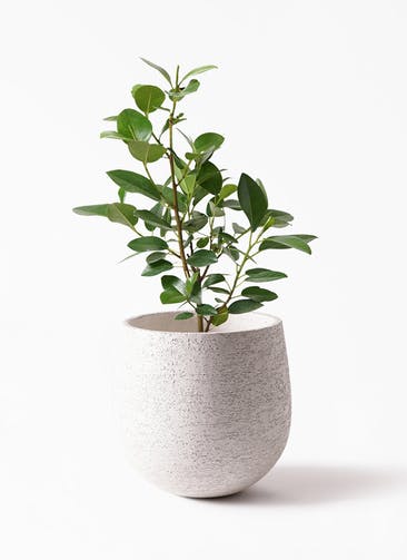 観葉植物 フランスゴムの木 6号 ノーマル Eco Stone（エコストーン） white 付き
