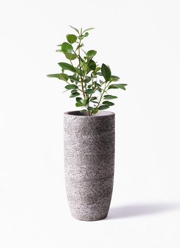 観葉植物 フランスゴムの木 6号 ノーマル Eco Stone（エコストーン） トールタイプ Gray 付き
