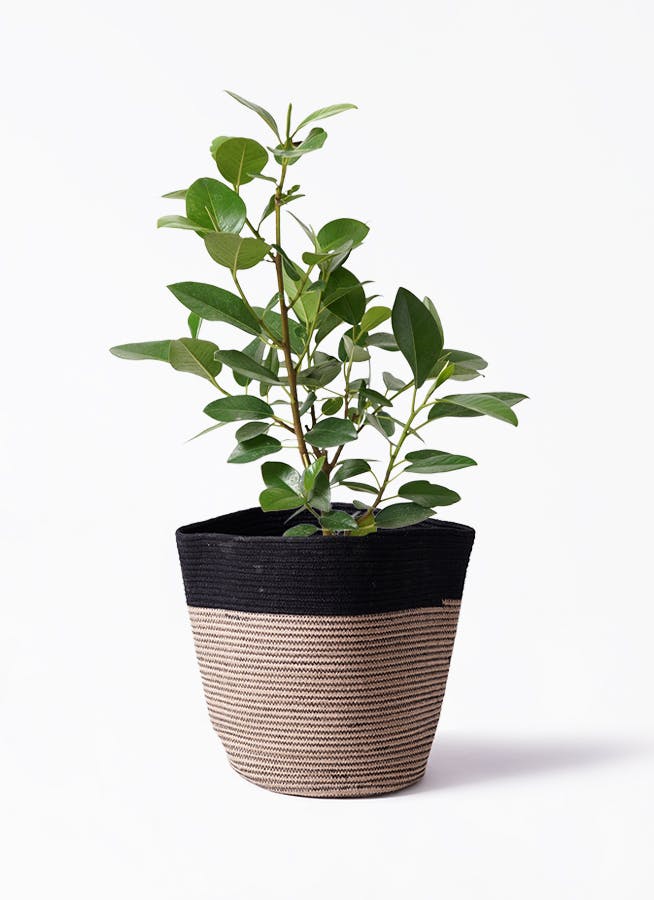 観葉植物 コルディリネ (コルジリネ) サンゴ 6号 リブバスケット