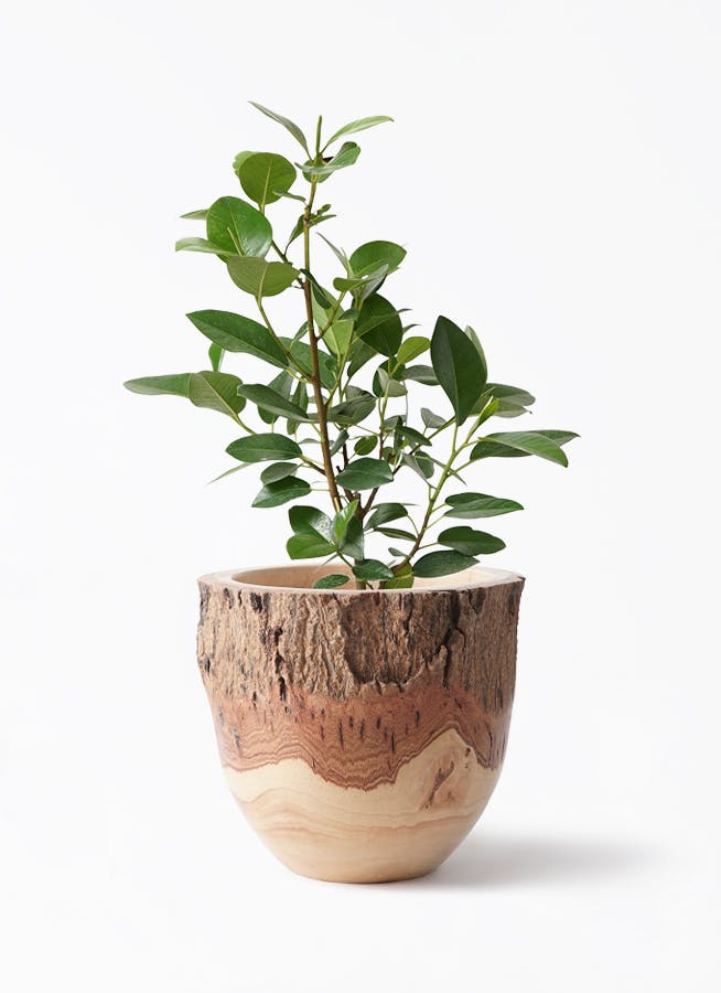 フランスゴムの木 ノーマル | 観葉植物 | 送料無料でお届け