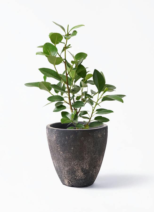 鉢カバー 黒・ブラック 6号 | 観葉植物の鉢ならHitoHana