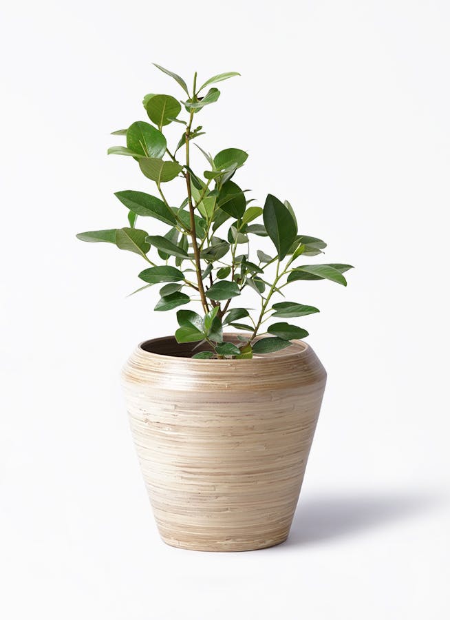 フランスゴム　リビングサイズ　Chic And Natural フェイクグリーン｜フランスゴム 観葉植物 人工 枯れない 鉢付き 卓上