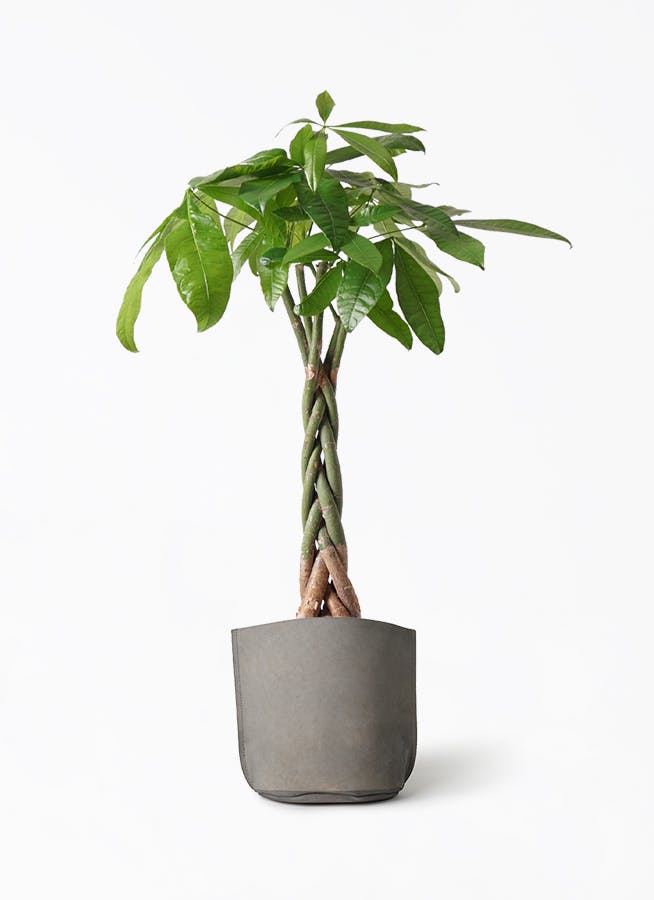 パキラ 6号 | 観葉植物 | 送料無料でお届け - Hitohana（ひとはな）