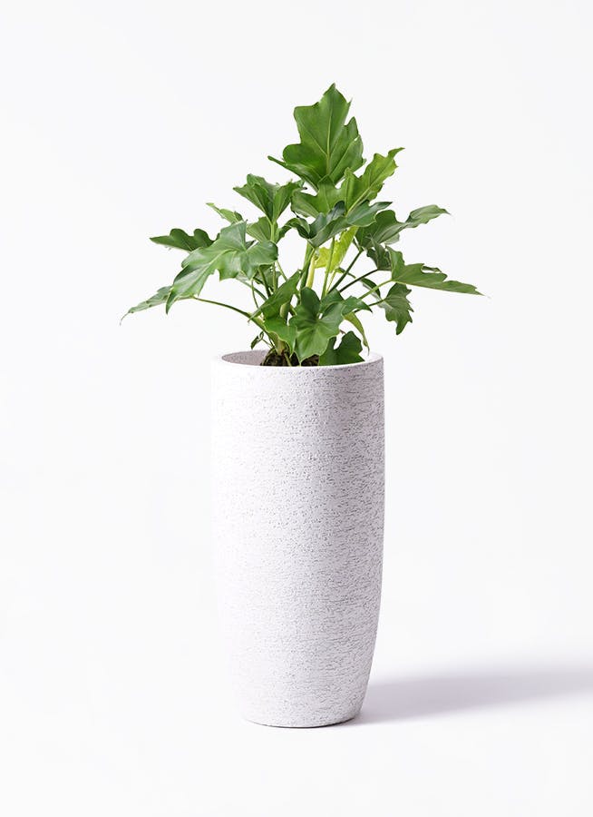 フィロデンドロン セローム ヒトデカズラ | HitoHana（ひとはな）