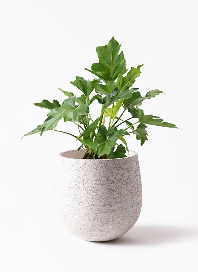 フィロデンドロン セローム ヒトデカズラ | HitoHana（ひとはな）