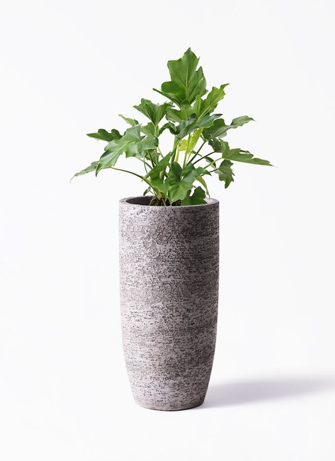 フィロデンドロン 6号 | 観葉植物の通販ならHitoHana（ひとはな）