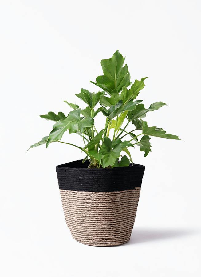 フィロデンドロン 6号 | 観葉植物の通販ならHitoHana（ひとはな）