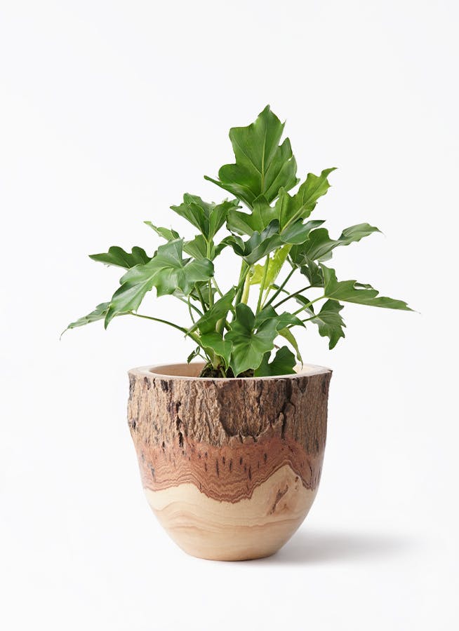 フィロデンドロン セローム ヒトデカズラ | HitoHana（ひとはな）