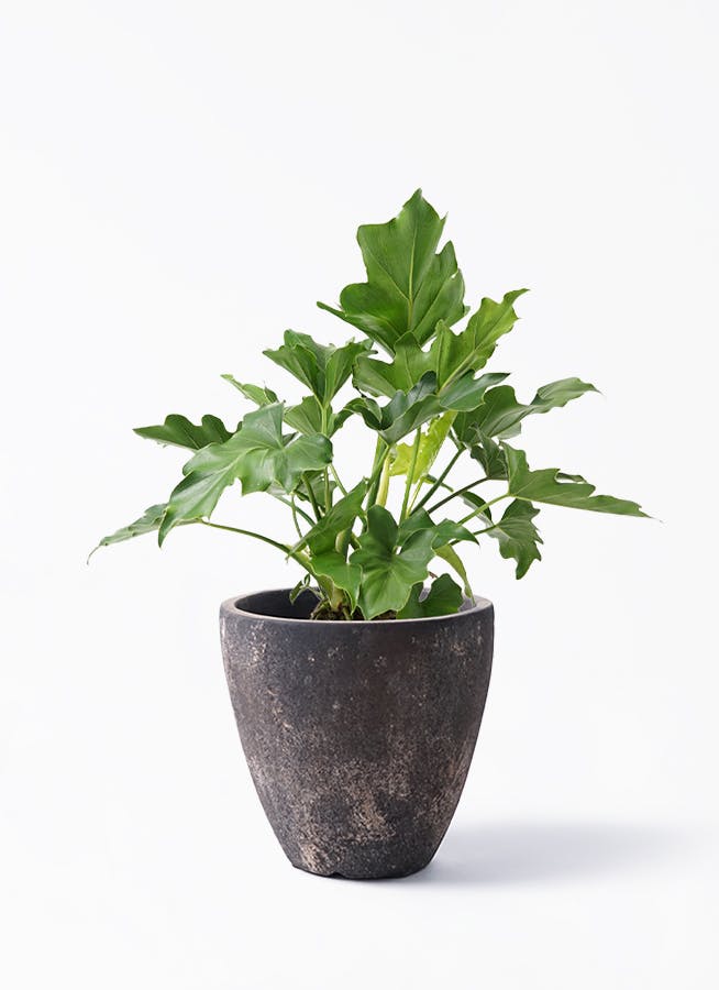 フィロデンドロン セローム ヒトデカズラ | HitoHana（ひとはな）