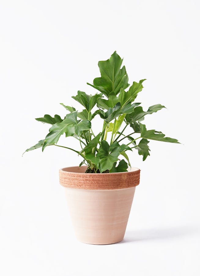 フィロデンドロン 6号 | 観葉植物の通販ならHitoHana（ひとはな）
