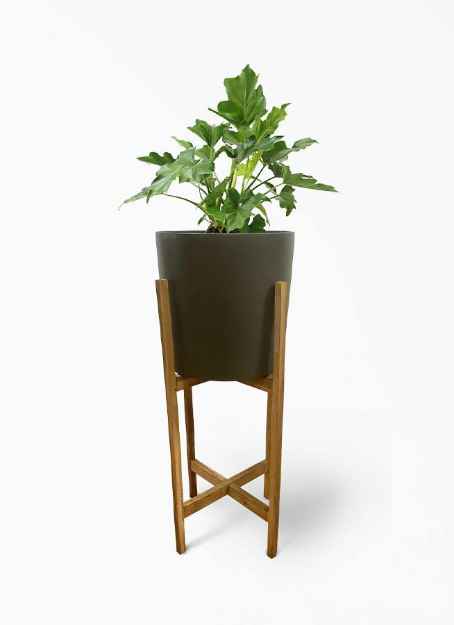 フィロデンドロン 6号 | 観葉植物の通販ならHitoHana（ひとはな）