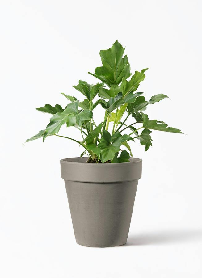 フィロデンドロン ボブシー 6号鉢 観葉植物 フィロデンドロン ボブシー 6号鉢