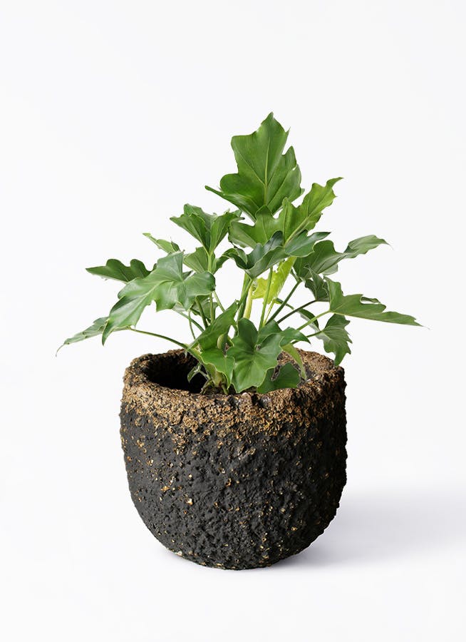 フィロデンドロン セローム ヒトデカズラ | HitoHana（ひとはな）