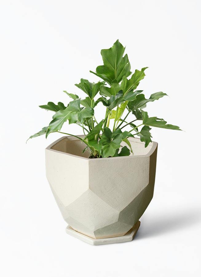 フィロデンドロン 6号 | 観葉植物の通販ならHitoHana（ひとはな）