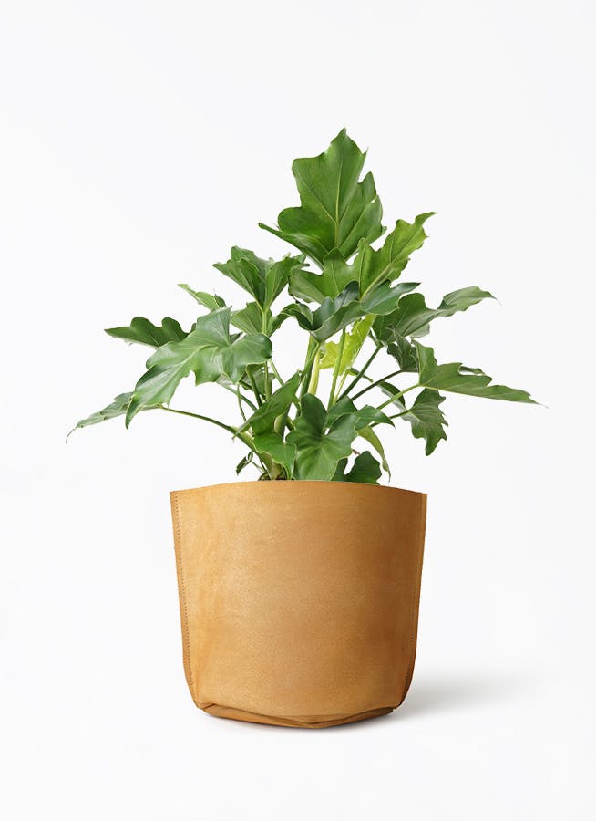 観葉植物 フィロデンドロン 6号 セローム ヒトデカズラ レザー