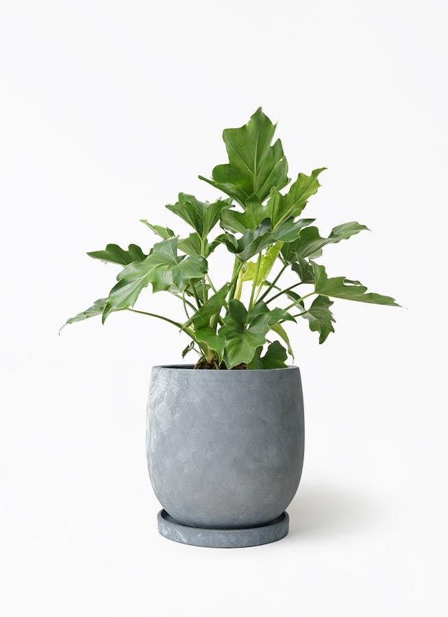 フィロデンドロン セローム ヒトデカズラ | HitoHana（ひとはな）