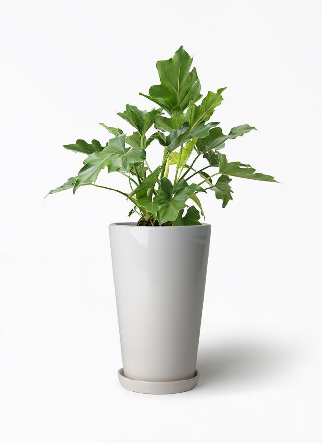 philodendoroncelebrationフィロデンドロンセレブレーション フィロデンドロン セレブレーション ハイブリッド株 | Celebration