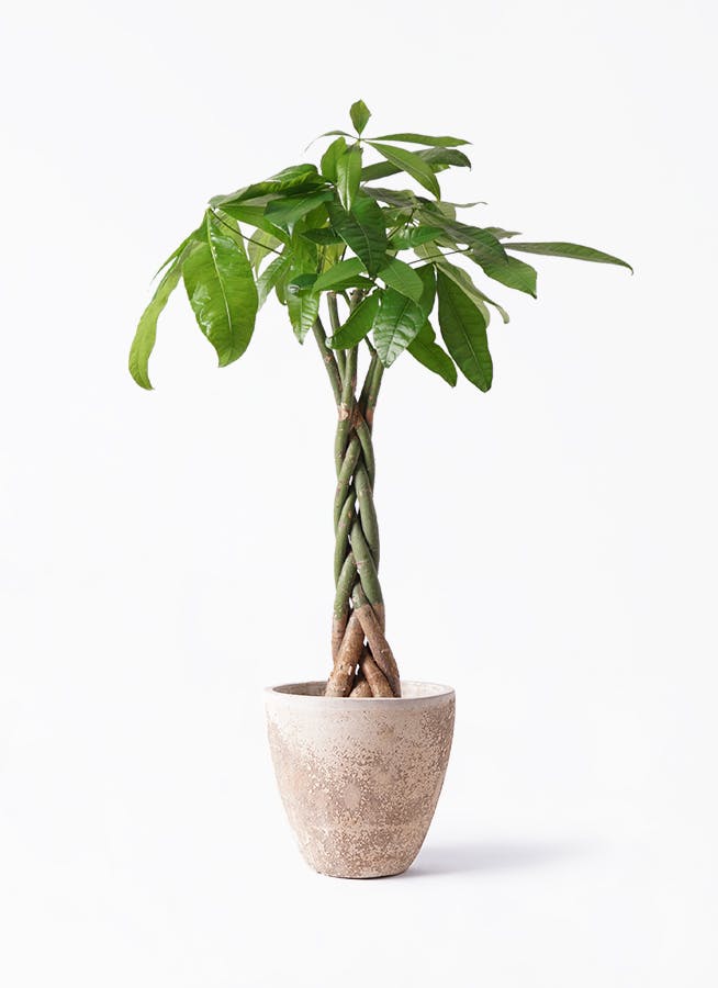 パキラ 6号 | 観葉植物 | 送料無料でお届け - Hitohana（ひとはな）