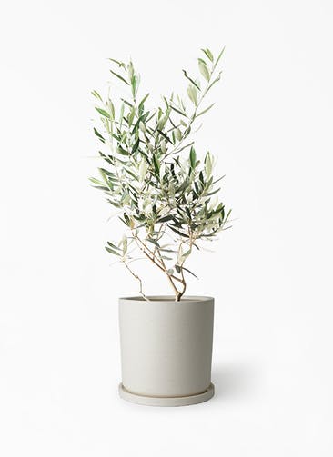 観葉植物 オリーブの木 6号 チプレッシーノ ストーンウェア セラミック シリンダーポット 付き