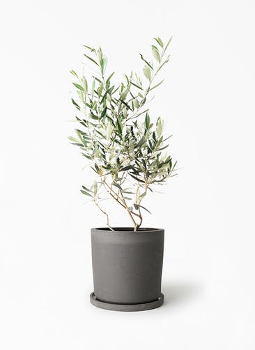 観葉植物 オリーブの木 6号 チプレッシーノ ストーンウェア セラミック シリンダーポット Black 付き