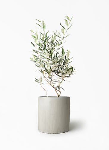 観葉植物 オリーブの木 6号 チプレッシーノ ニュートラ シリンダー ホワイト 付き