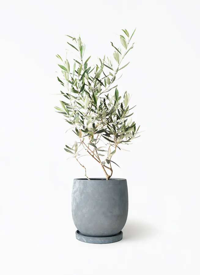 オリーブの木,た植物/観葉植物 シプレッシーノ『特大、綺麗な樹形 