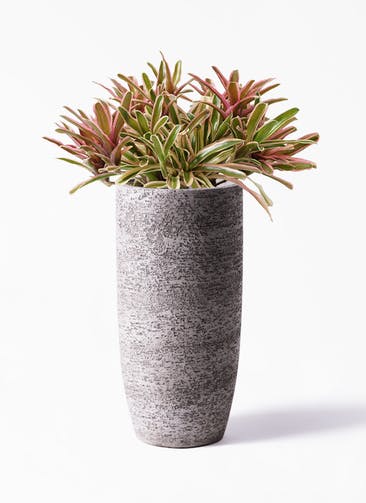 観葉植物 ネオレゲリア 6号 Eco Stone（エコストーン） トールタイプ Gray 付き