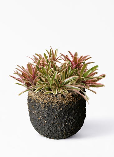 観葉植物 ネオレゲリア 6号 Coral Pot (コーラルポット) ブラック 付き