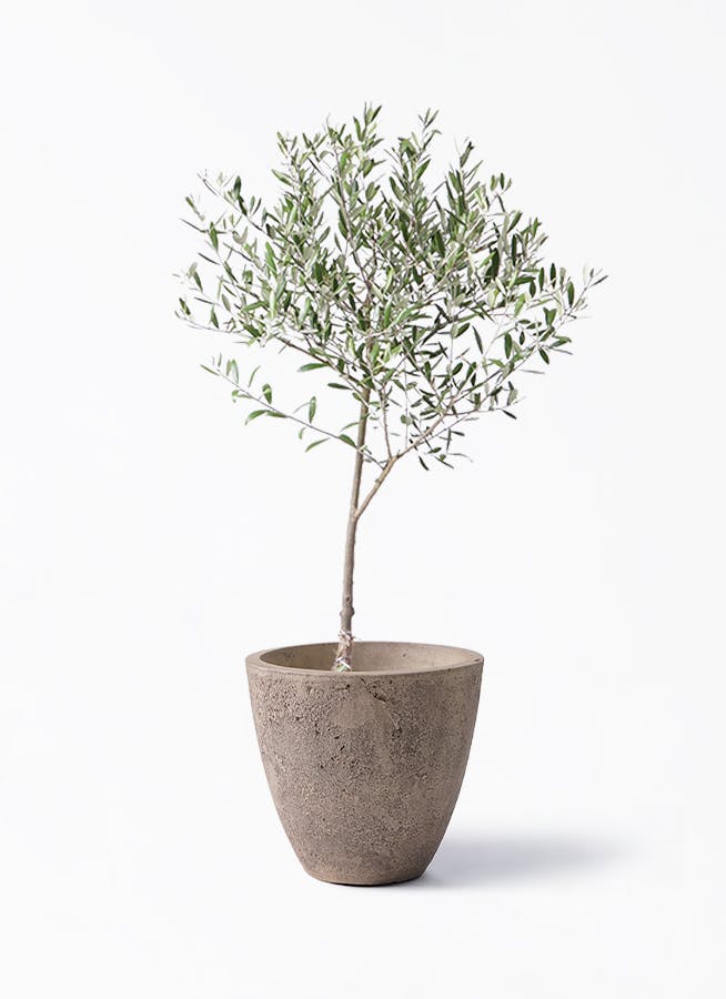 オリーブの木 6号 | 観葉植物 | 送料無料でお届け - Hitohana（ひとはな）