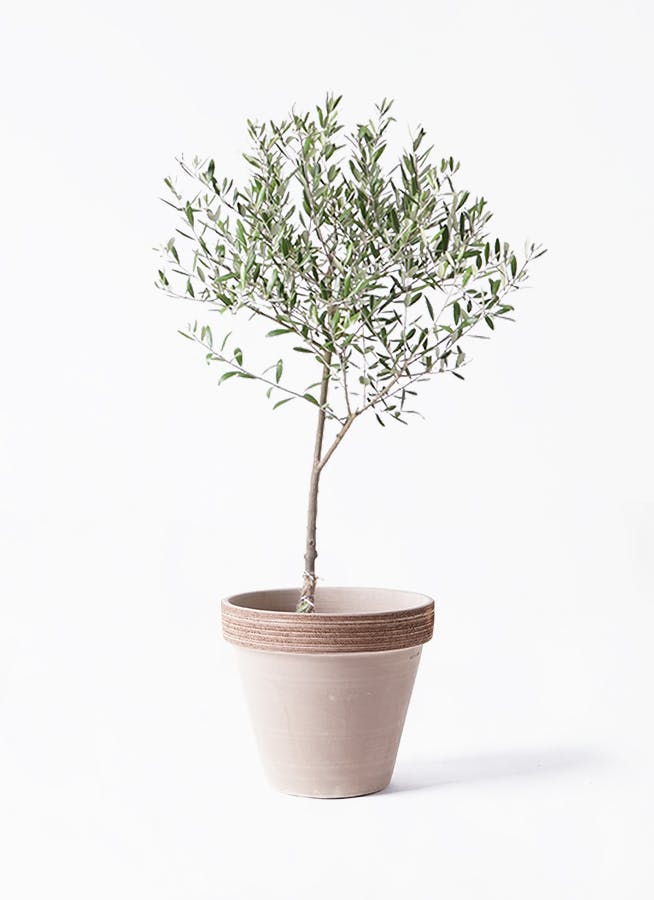 オリーブの木 6号 | 観葉植物 | 送料無料でお届け - Hitohana（ひとはな）