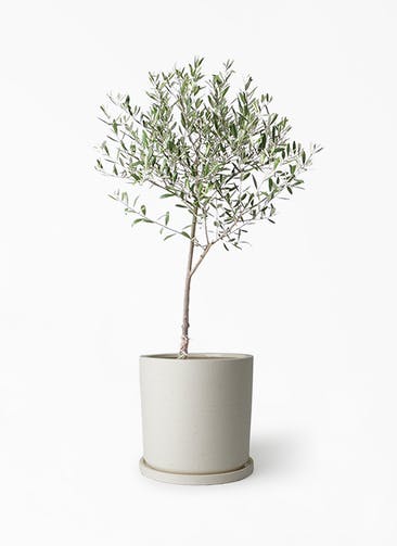 観葉植物 オリーブの木 6号 創樹 ストーンウェア セラミック シリンダーポット 付き