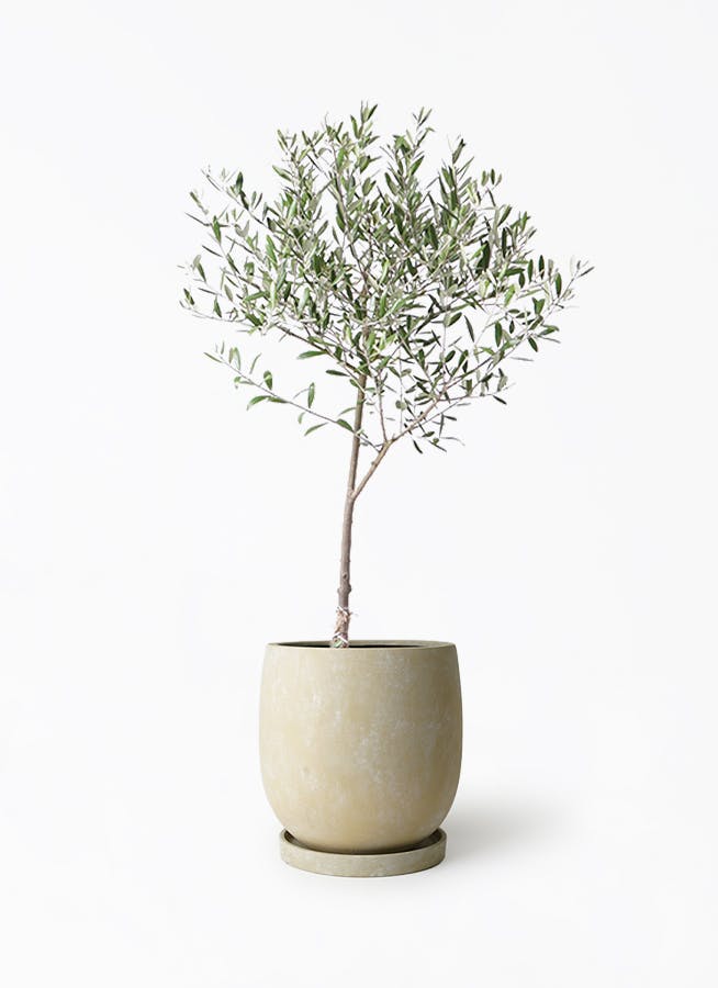 オリーブの木 6号 | 観葉植物 | 送料無料でお届け - Hitohana（ひとはな）