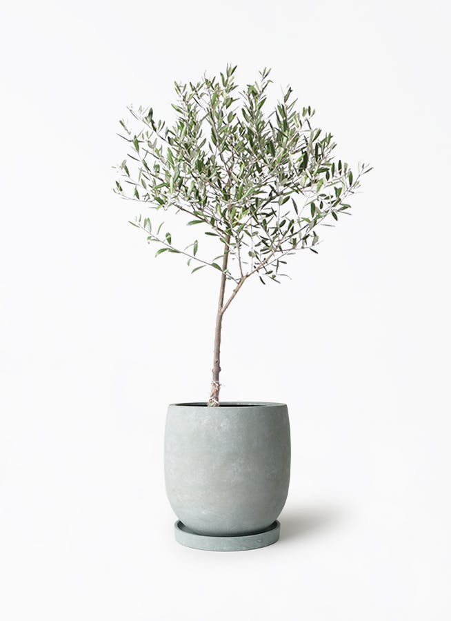 オリーブの木 6号 | 観葉植物 | 送料無料でお届け - Hitohana（ひとはな）