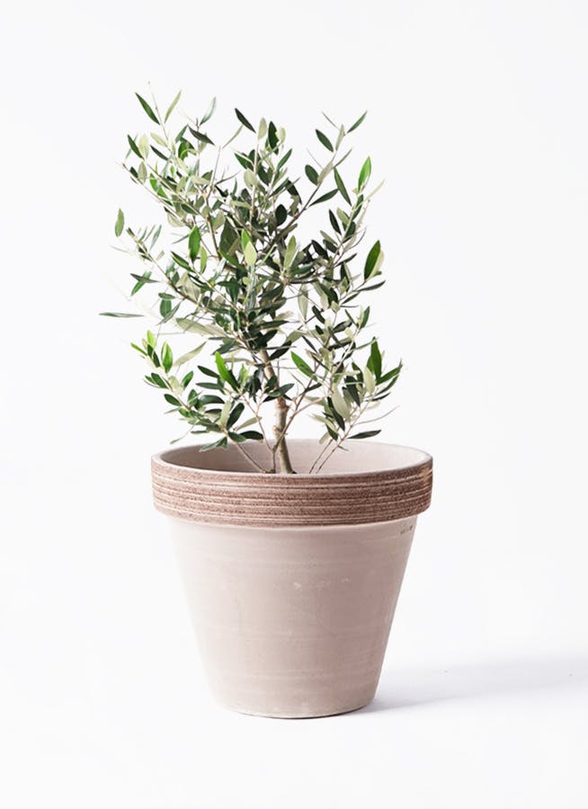 オリーブの木 6号 | 観葉植物 | 送料無料でお届け - Hitohana（ひとはな）