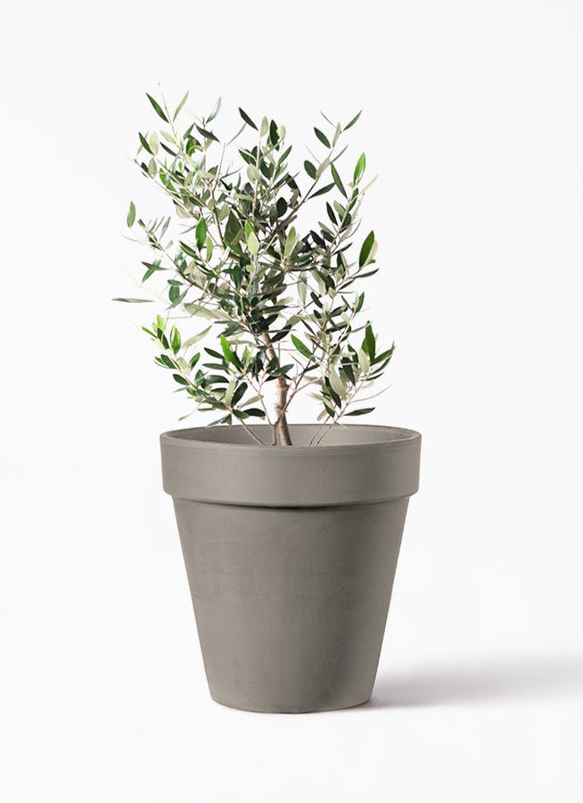 オリーブの木 6号 | 観葉植物 | 送料無料でお届け - Hitohana（ひとはな）