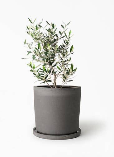 観葉植物 オリーブの木 6号 コロネイキ ストーンウェア セラミック シリンダーポット Black 付き